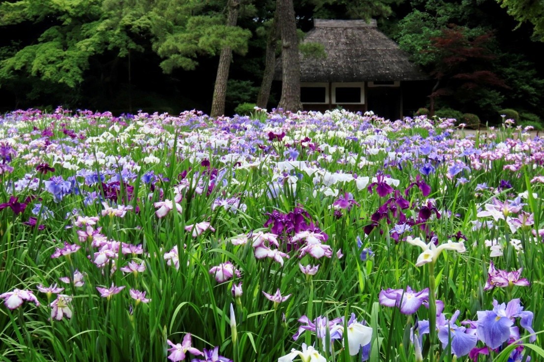 小石川後楽園