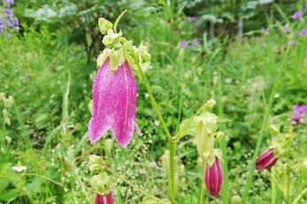 向島百花園
