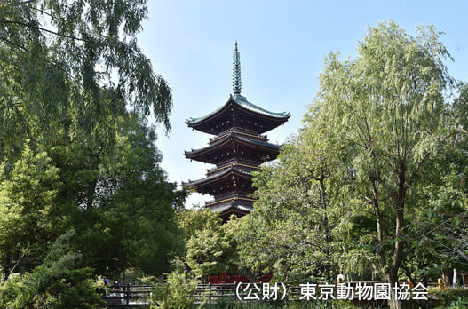 旧寛永寺五重塔